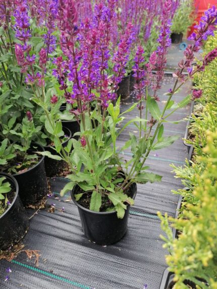 Шалфей дубравный Нью Домейшен Блю