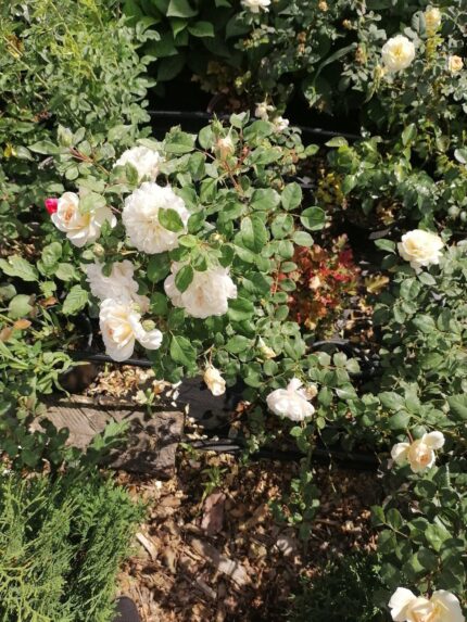 Роза 2 года в ассортменте (Крокус Роуз, Принцесса Миюкки, Болеро, Букет Парфе)