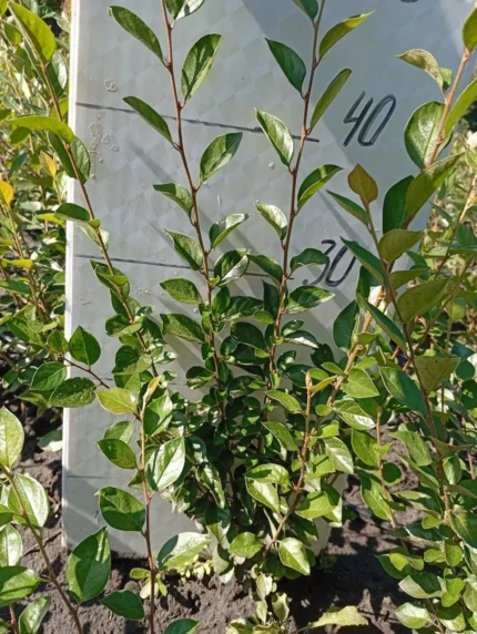 Кизильник блестящий