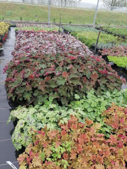 Гейхерелла Гансмоук