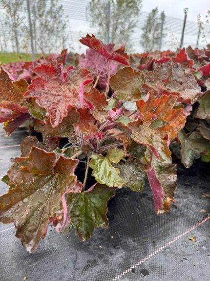 Гейхера Биг Топ Бронз