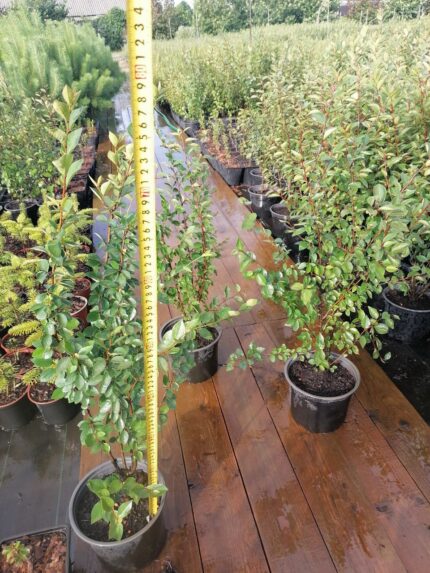 Кизильник блестящий, свыше 2000 саж.