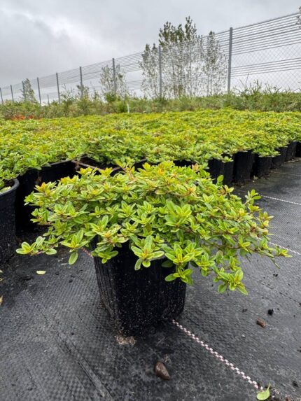 Тимьян лимоннопахнущий Ауреус