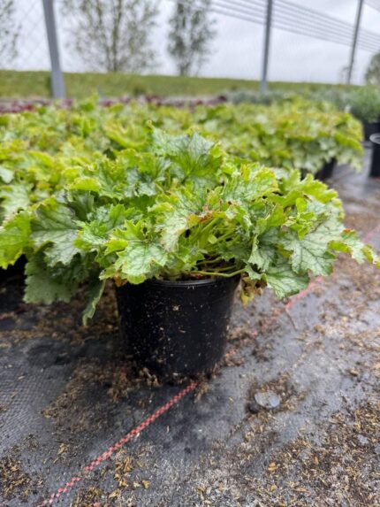 Гейхера Лайм Свизл