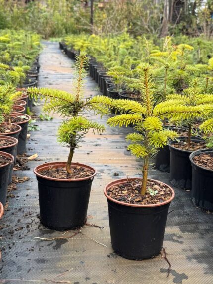 Пихта Нордмана, ЗКС