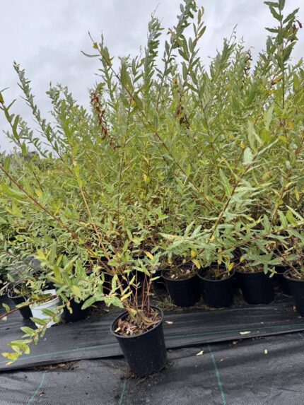 Ива цельнолистная Хакуро-Нишики