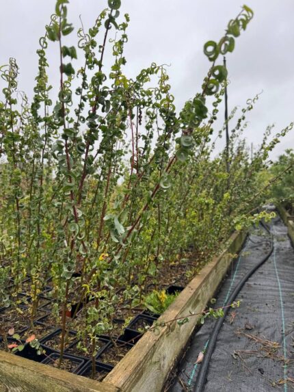 Ива вавилонская Криспа