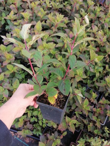 Гортензия метельчатая Самарская Лидия