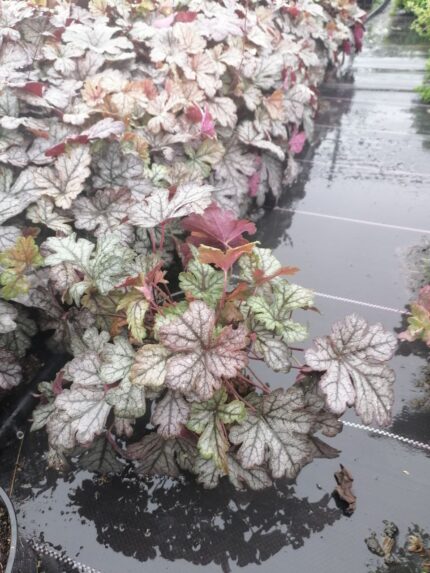 Гейхера Милан