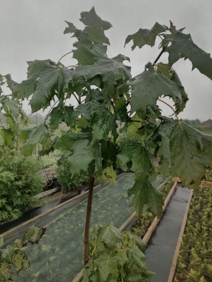 Клен остолистный Глобозум