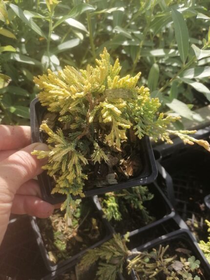 Можевельник горизонтальный "Голден Карпет"