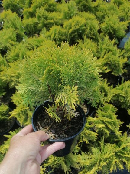 Туя западная "Мирьям"