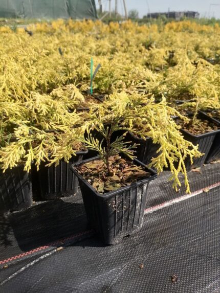 Кипарисовик горохоплодный "Филифера Ауреа"