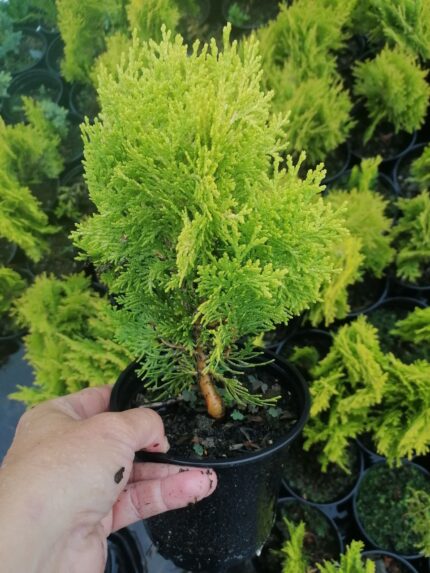 Туя западная "Глобоза Ауреа"