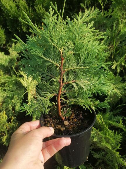 Туя западная "Вареана Лютесценс" акция!!!