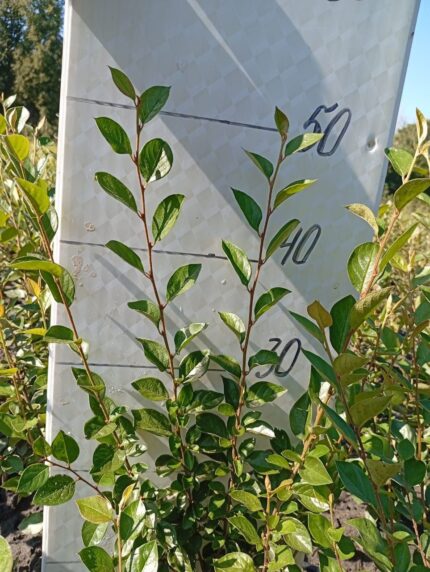 Кизильник блестящий, до 2000 саж.