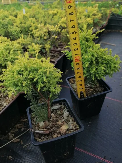 Кипарисовик горохоплодный "Плюмоза Ауреа"