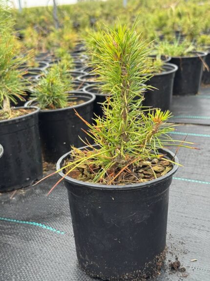 Сосна кедровая корейская (кедр корейский) 3-х летн.