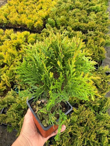 Туя западная "Даника"