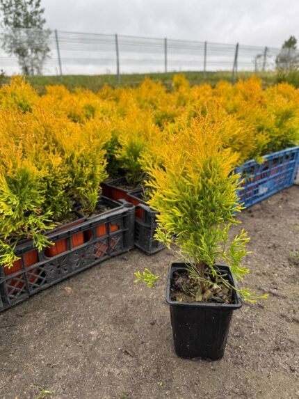 Туя западная "Голден Смарагд"