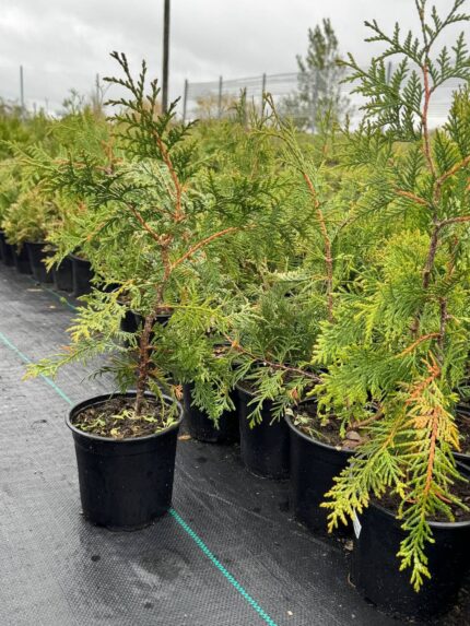 Туя западная "Брабант"
