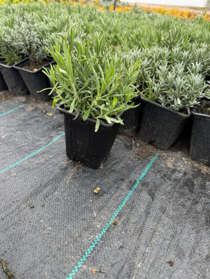 Лаванда узколистная