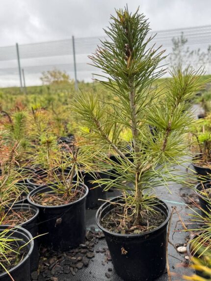 Сосна кедровая сибирская (кедр сибирский) 3-х летн.