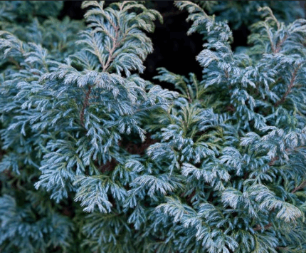 Кипарисовик горохоплодный "Скварроза" Акция!!!