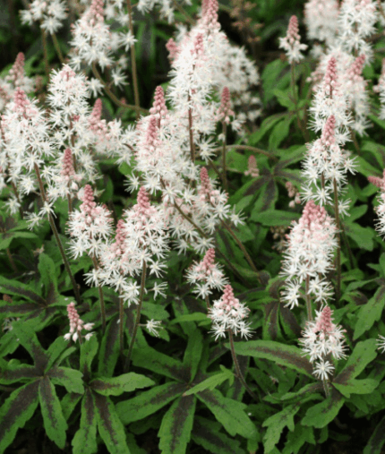 Гейхера Шуга энд Спайс