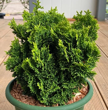 Кипарисовик горохоплодный "Скварроза Нана " Акция!!!