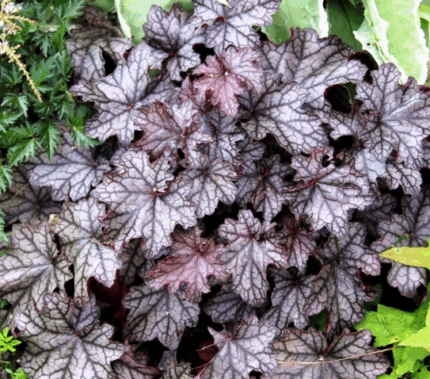 Гейхера Шуга Фростинг