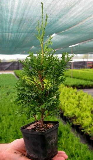 Туя складчатая "Зебрина"