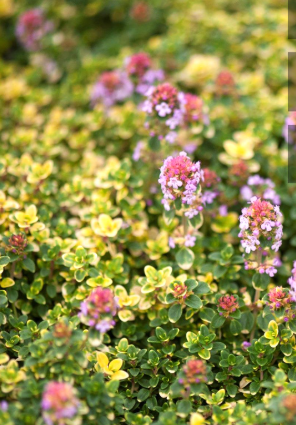 Тимьян Дун Валей