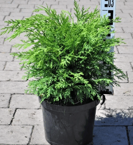 Кипарисовик Лавсона "Глобоза"