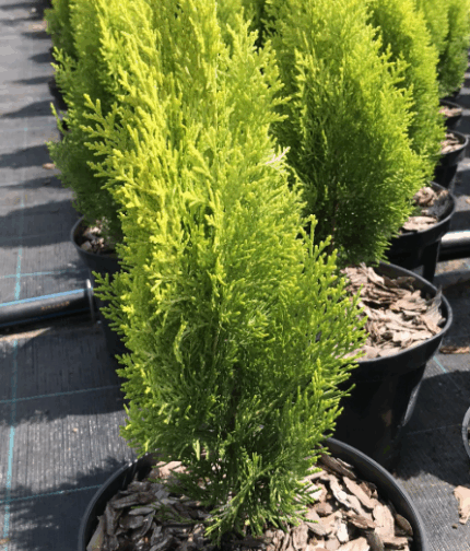 Кипарисовик Лавсона "Ивонне"