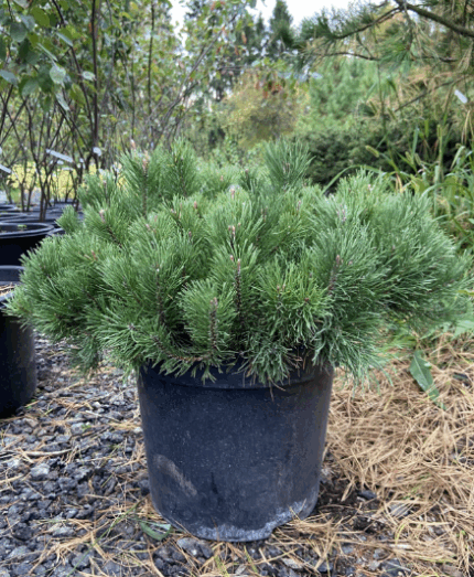 Сосна горная Пумилио 3-летн.