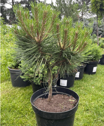 Сосна черная 2-летн.