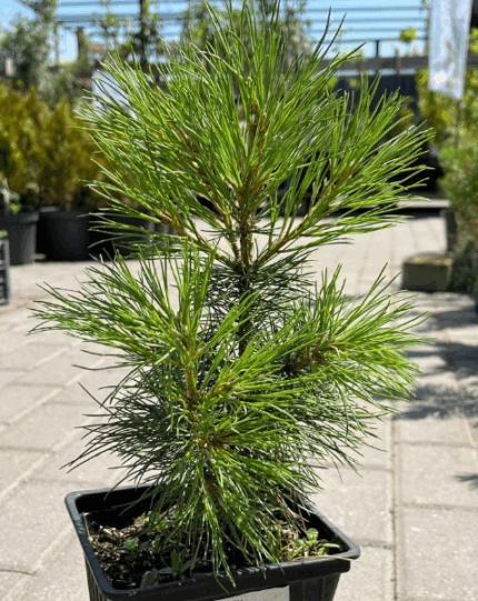 Сосна румелийская 2-летн.