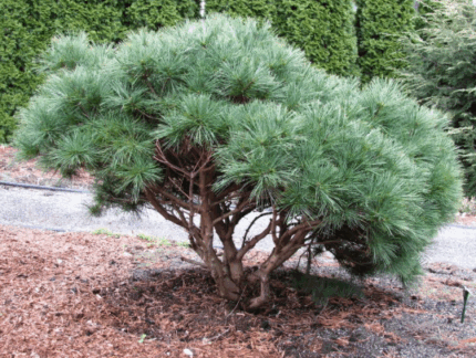 Сосна веймутова 2-летн.