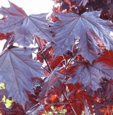 Клен остолистный Ред Роял