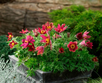 Прострел обыкновенный Пинвил Дарк Ред