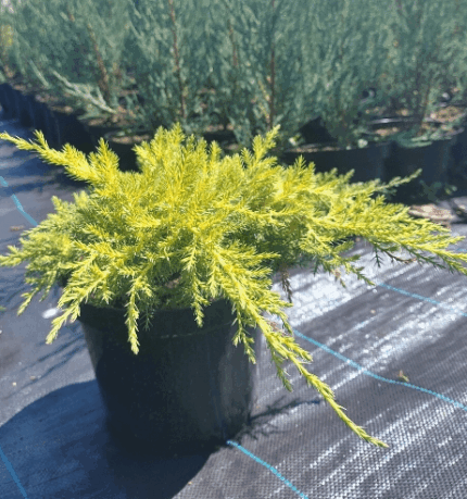 Можевельник средний "Голд Стар"