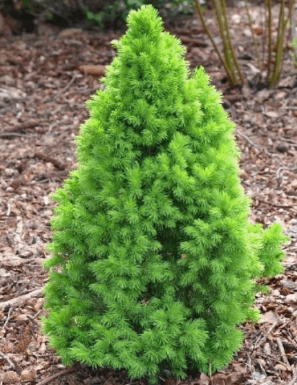 Ель канадская Коника