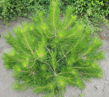 Лиственница даурская