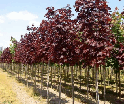 Клен остолистный Ред Роял