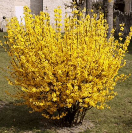 Форзиция корейская Кумсон