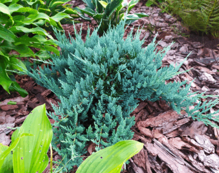 Можжевельник горизонтальный "Блю Чип"