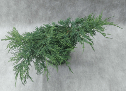 Можевельник казацкий "Блю Дануб"