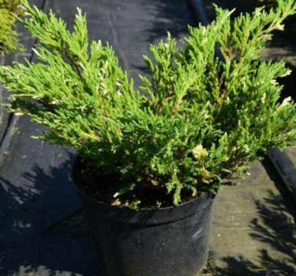 Можевельник казацкий "Вариегата"