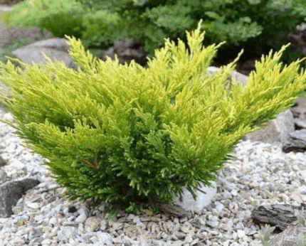 Можжевельник горизонтальный "Лайм Глоу"